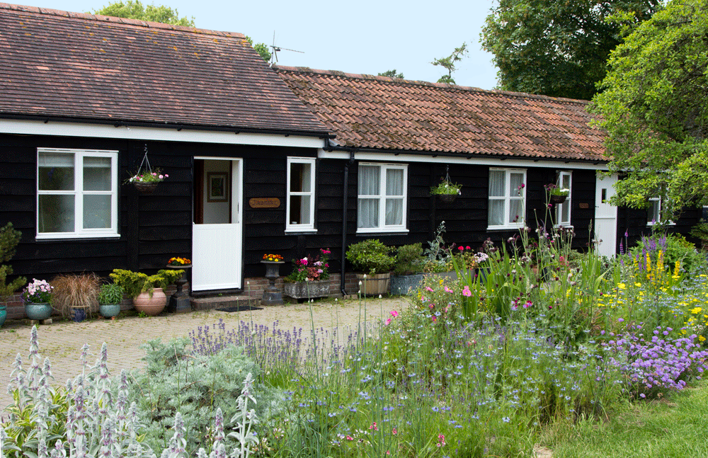 Jasmine (left) and Rose (right) in summer